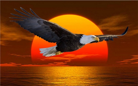 eagle sunrise.jpg